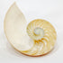 Set of 2 Striped Nautilus Half Shell
